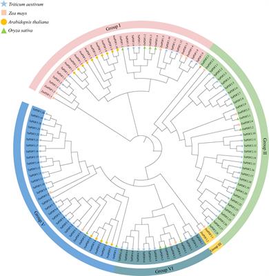 Bioinformatic analysis of wheat defensin gene family and function verification of candidate genes